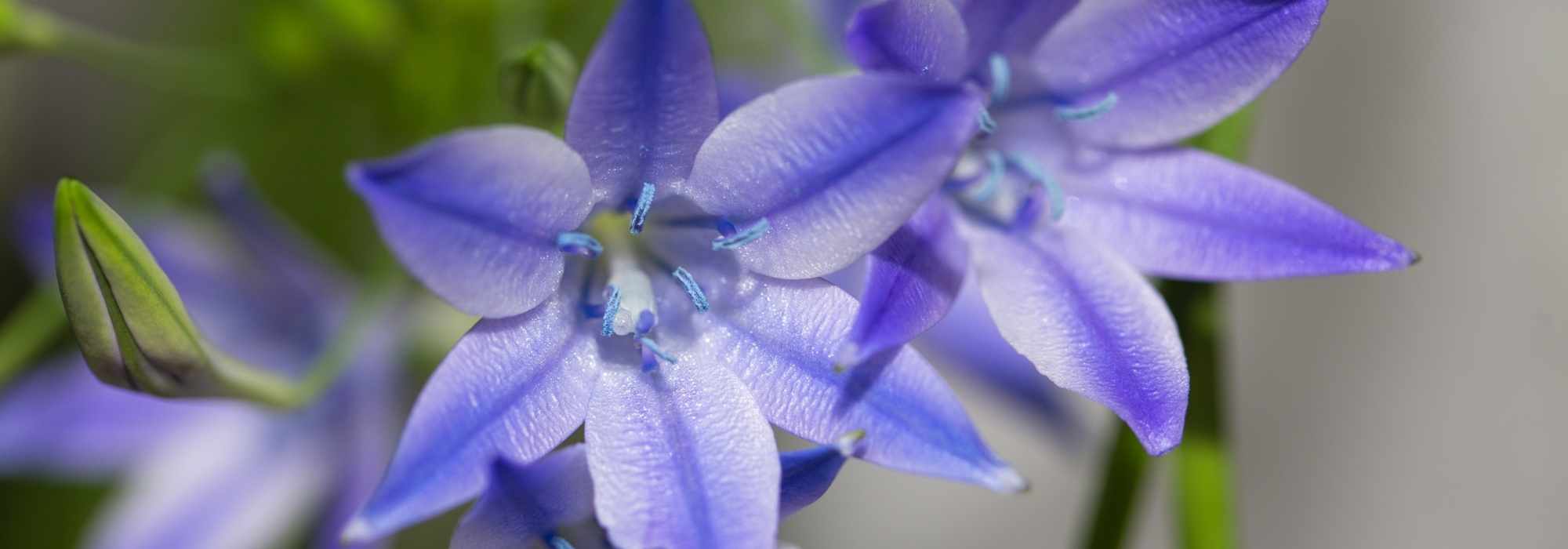 How to combine Triteleias?