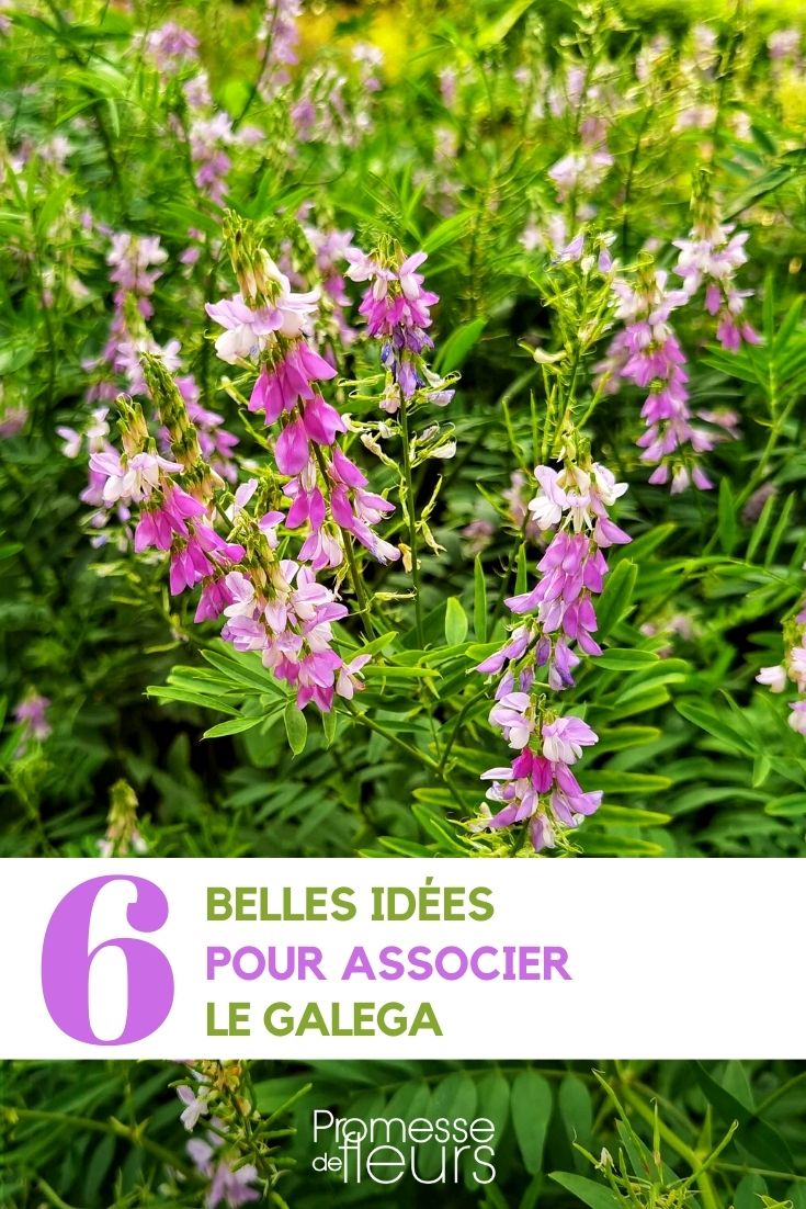 [plant1="Galega officinalis" plant2="Rosa 'Graham Thomas'"]

In your garden, consider planting **Goat's Rue** alongside **Graham Thomas Rose** for a beautiful combination.