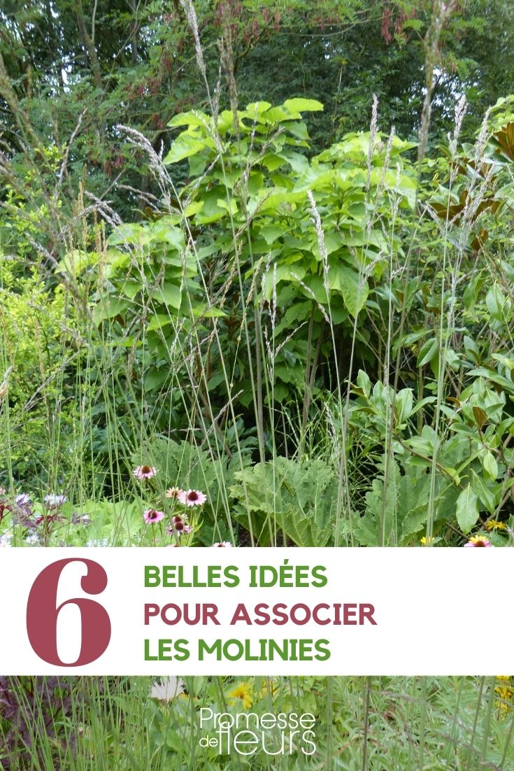 Associate the molinias