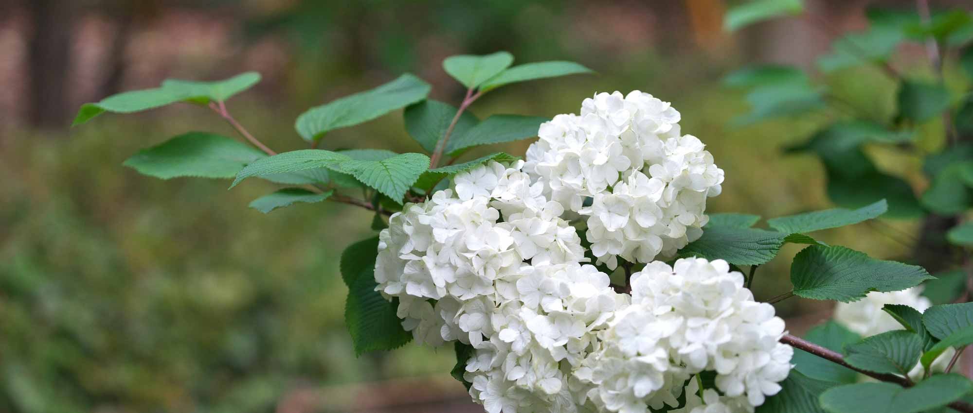 Growing a viburnum in a pot