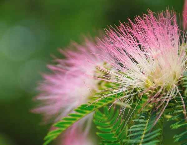 Take a cutting from <em>Albizia</em>