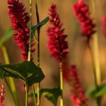 Choosing a Persicaria