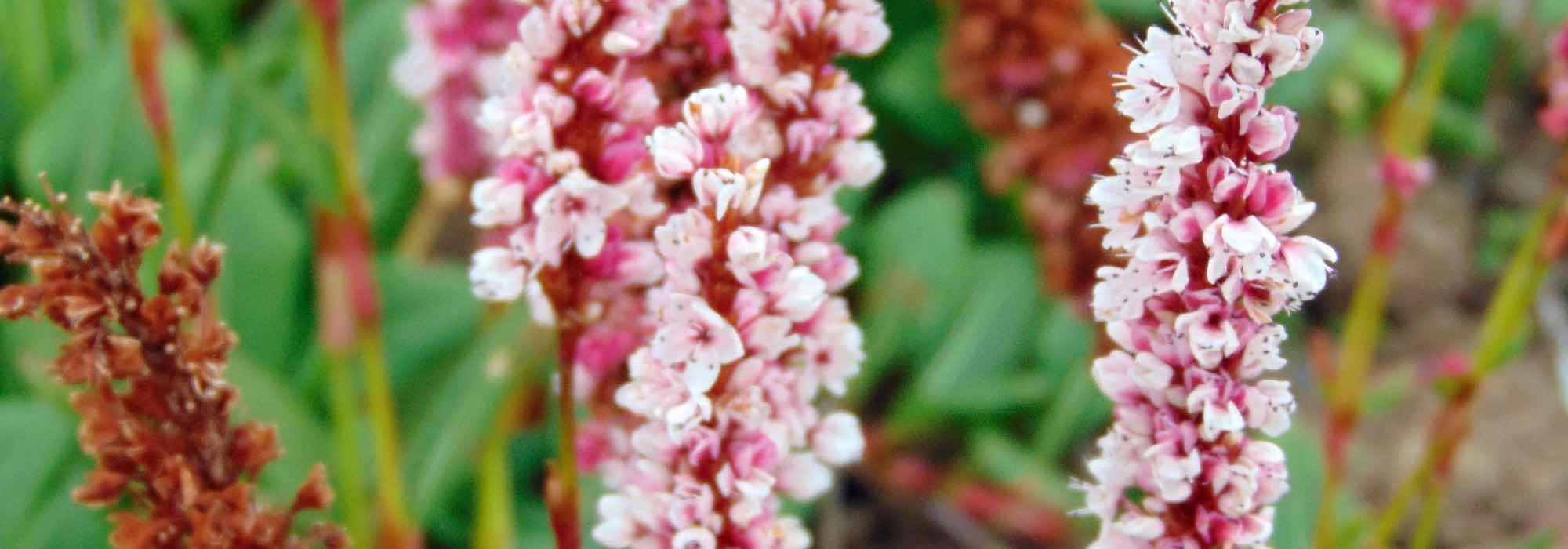 Persicarias: the best groundcovers