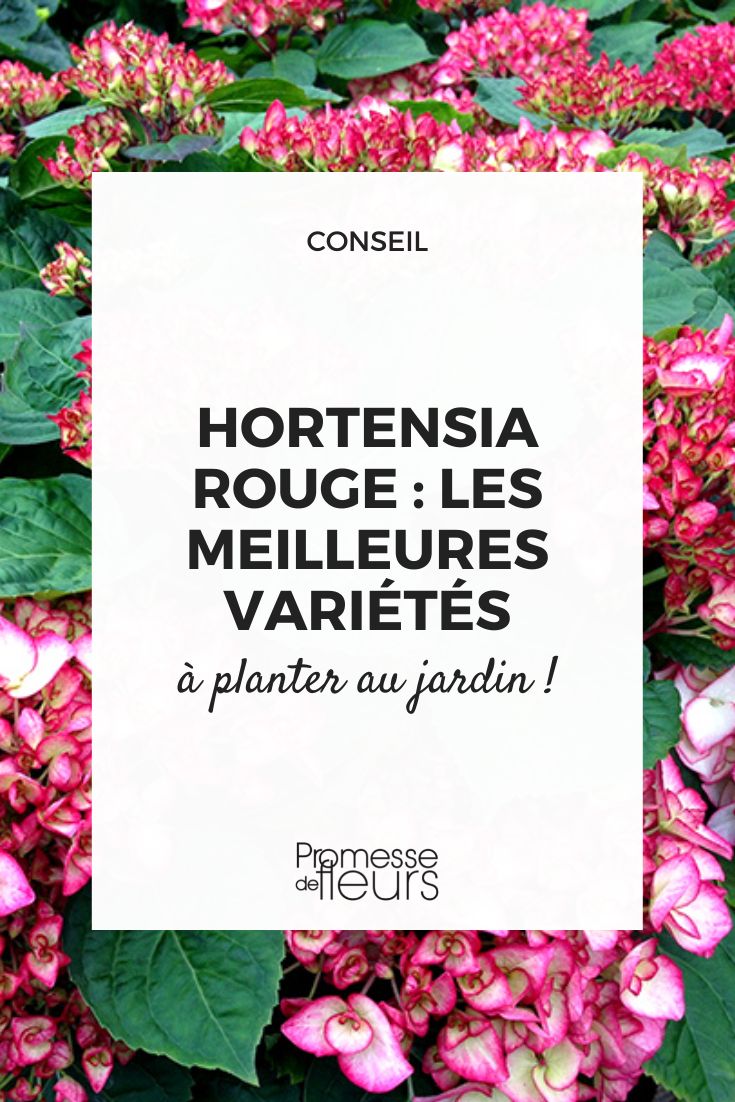 [plant id="hydrangea" flowering="red"]