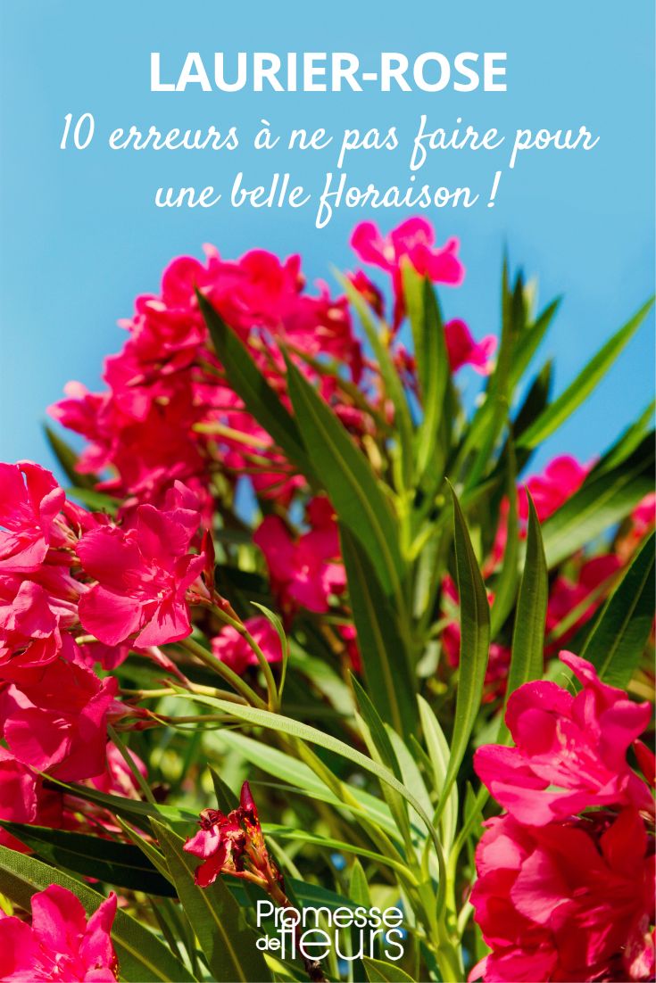 Laurel Rose: 10 Mistakes to Avoid for a Beautiful Flowering promote flowering of oleander