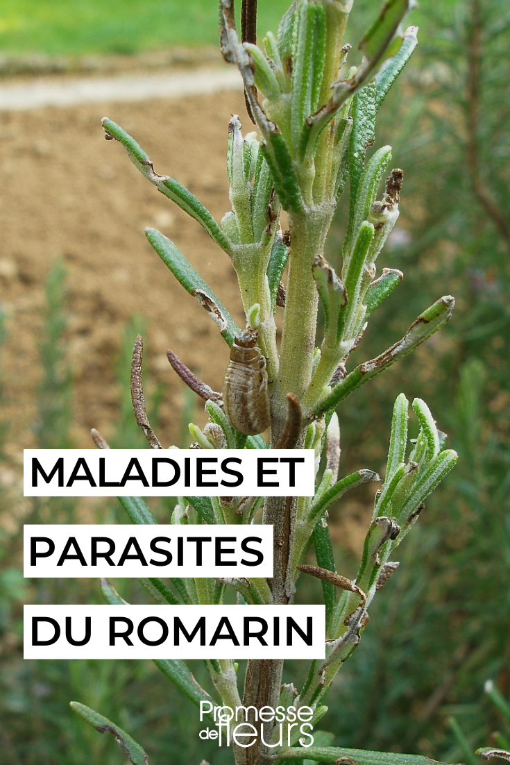 Rosemary Diseases and Parasites Pests and Diseases of Rosemary (Cyrille Delon - wikimedia)