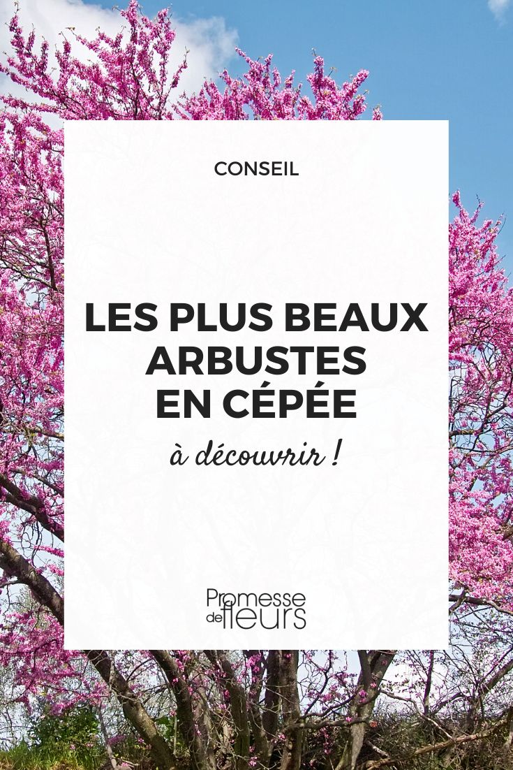 [bushes in coppice shoots to plant in the garden cercis]