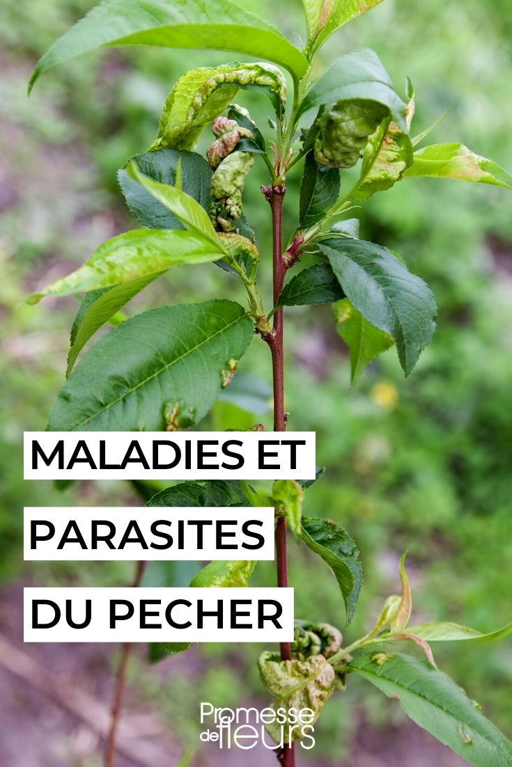 Peach Diseases and Parasites peach leaf curl