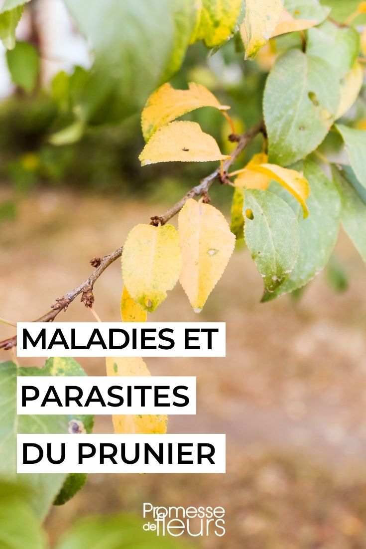 Diseases and Parasites of the Plum Tree Diseases and Parasites of the Plum Tree