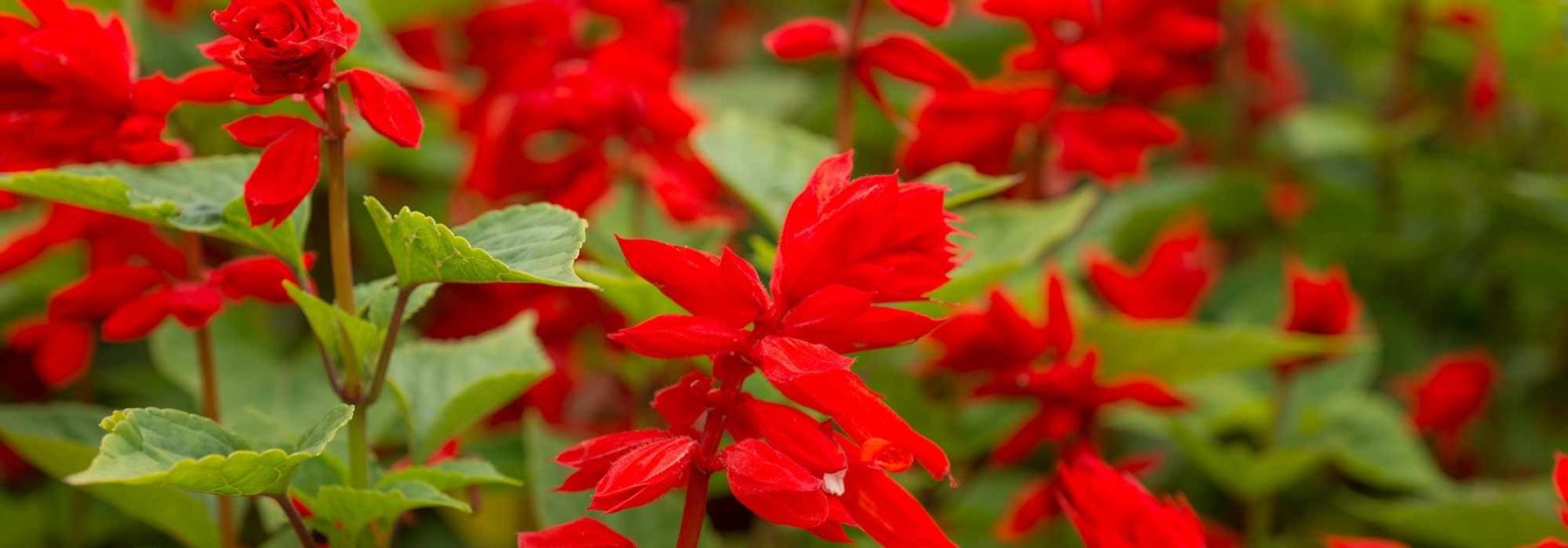 Annual Salvias: Planting, Sowing, and Care