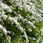 Arching and weeping habit shrubs