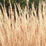 Pairing Calamagrostis