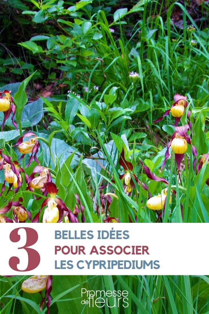Associate the cypripediums or lady's slippers. associate the cypripediums or lady's slippers