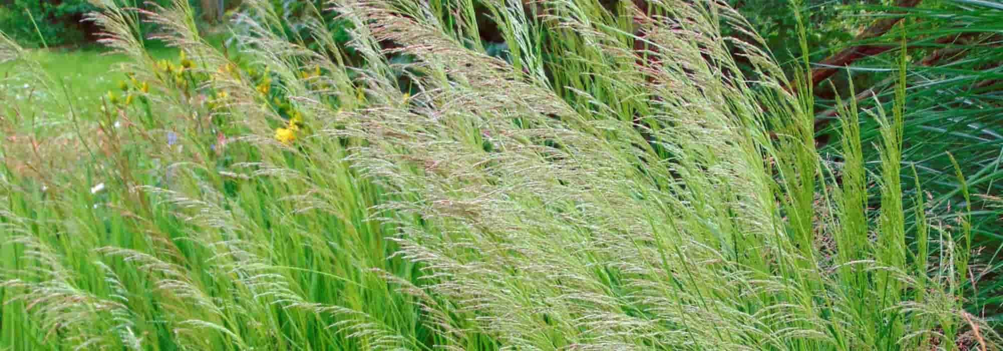 Associate the Deschampsia