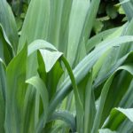 Associate the Beschorneria