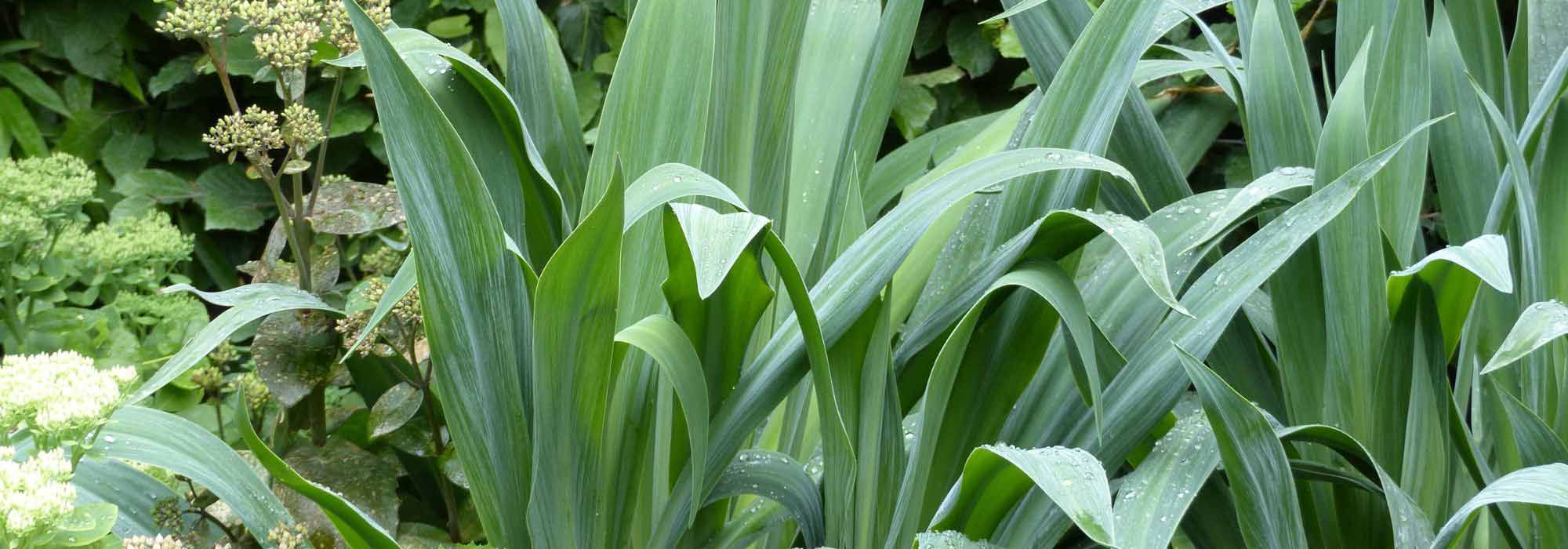 Associate the Beschorneria