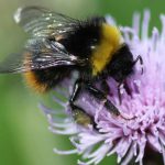 The favourite flowers of bumblebees