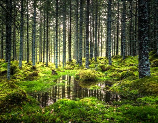 Climate change: will the expansion of global forests cool the atmosphere... or the opposite?