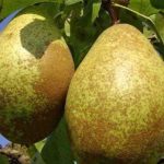 Fruit trees: the most popular self-fertile varieties