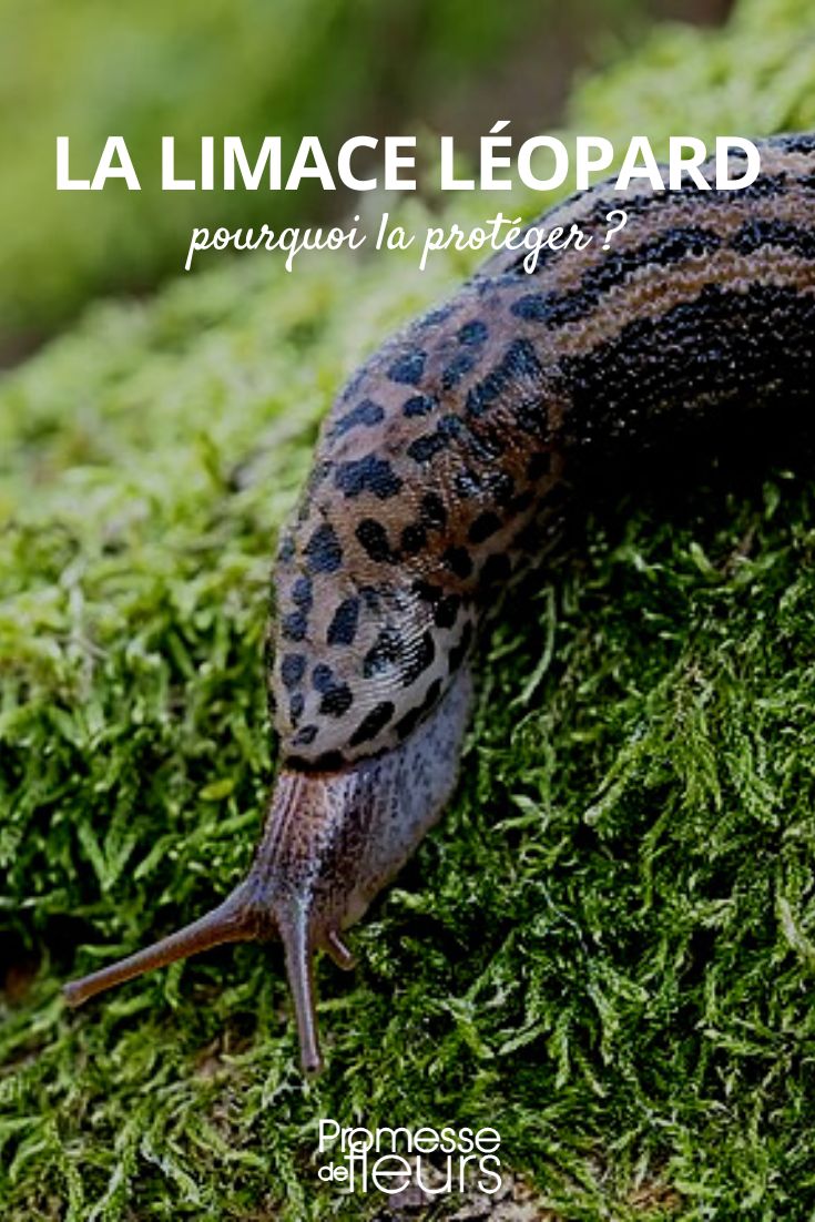 leopard slug leopard slug
