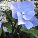 6 hydrangeas with colourful wood or foliage