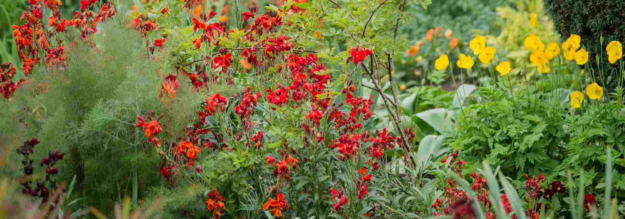 6 ideas for red/purple garden borders