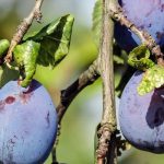 Diseases and Pests of the Plum Tree