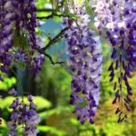 Travelling plants: Chinese wisteria