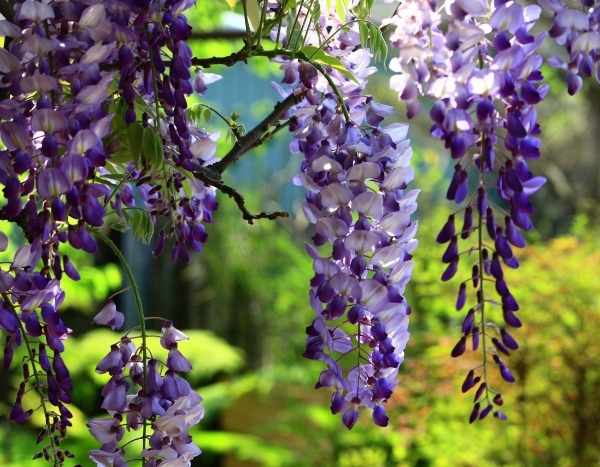 Travelling plants: Chinese wisteria