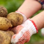 Kitchen garden calendar - September