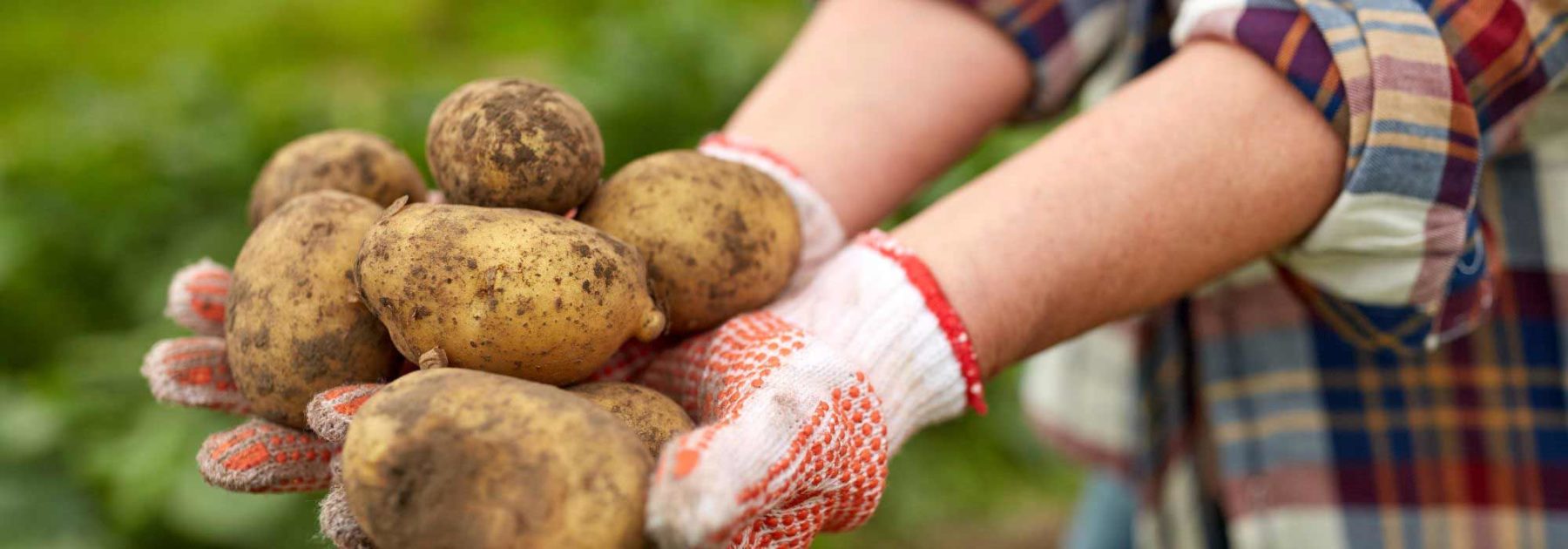 Kitchen garden calendar - September