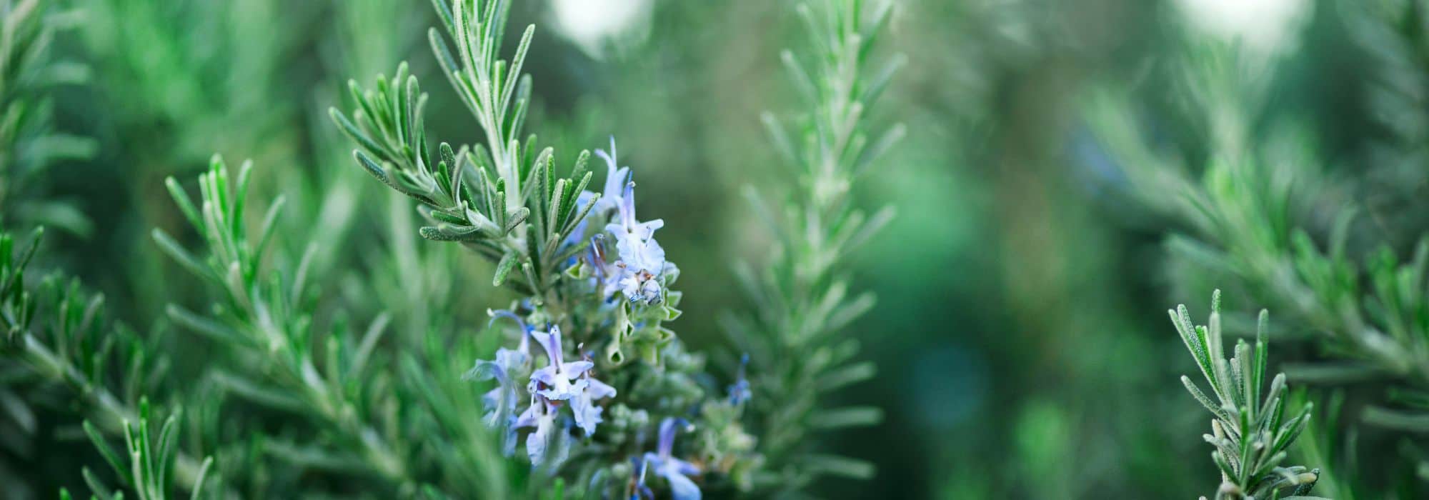 Diseases and pests of rosemary
