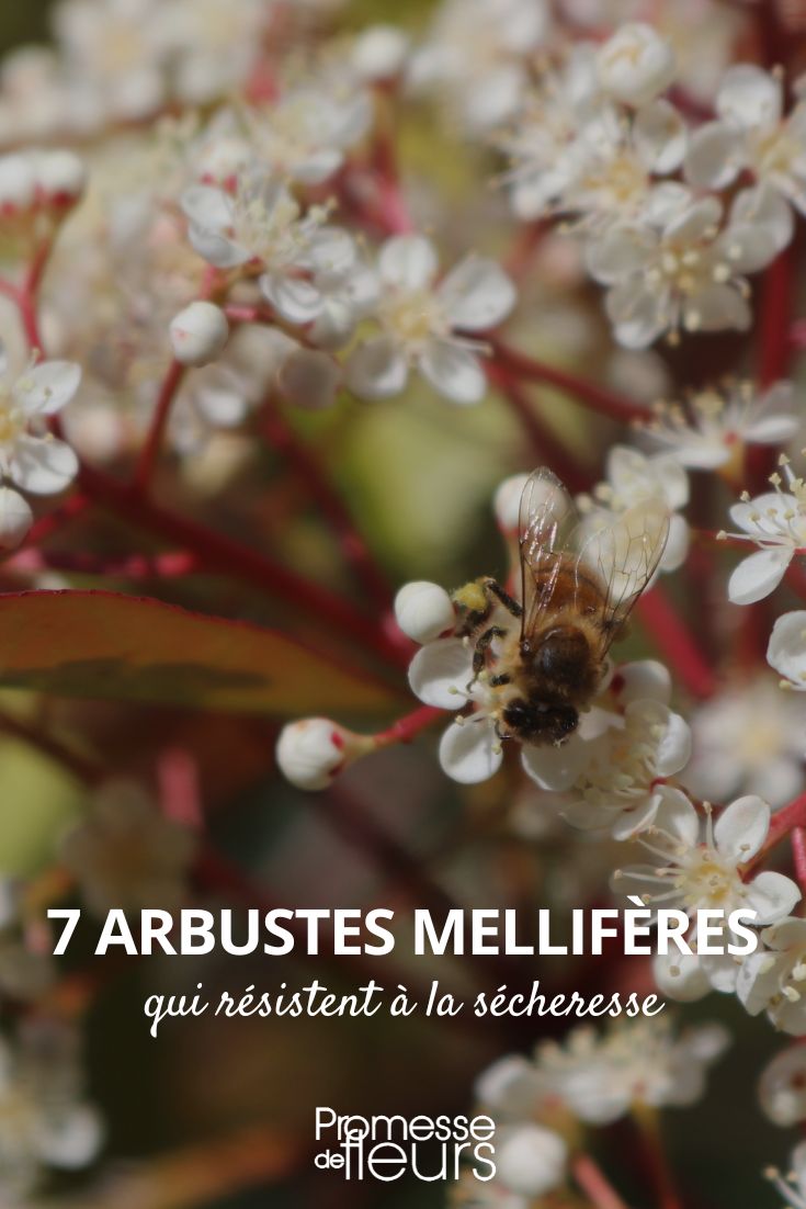 7 drought-resistant melliferous bushes 7 drought-resistant melliferous bushes