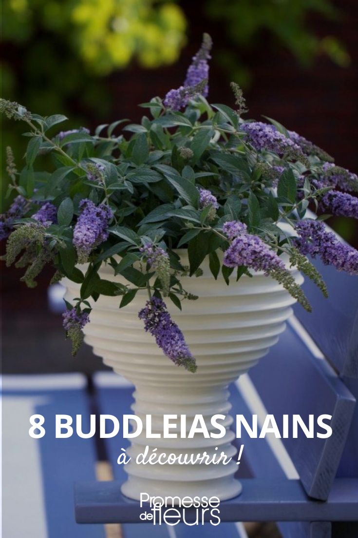 8 dwarf buddleias 8 dwarf buddleias