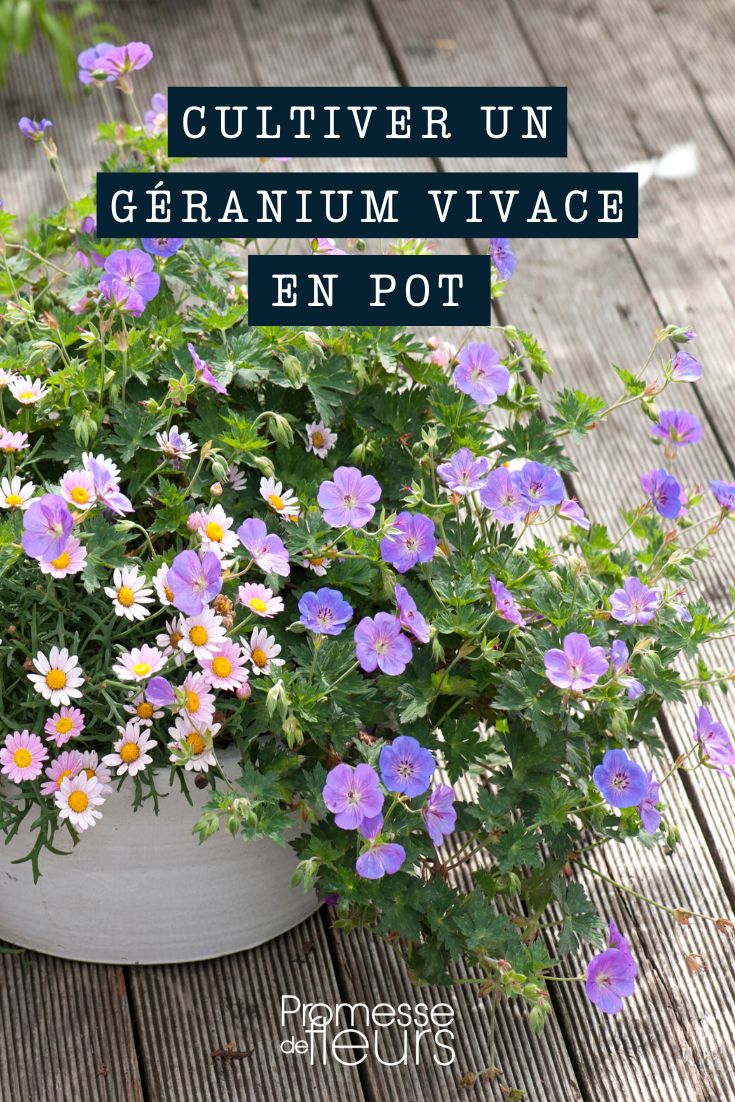 Growing a perennial geranium in a pot perennial geranium culture in pots and planters