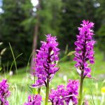 Dactylorhiza: Planting, Cultivation and Care
