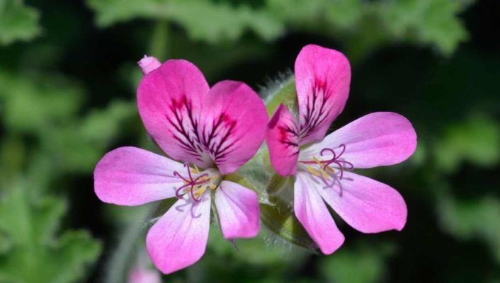 Fragrant Geranium: Planting, Care, and Benefits