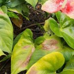 Recognising, preventing, and treating sunburn on plants