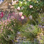 8 perennial plants that tolerate drought and heat for a romantic garden
