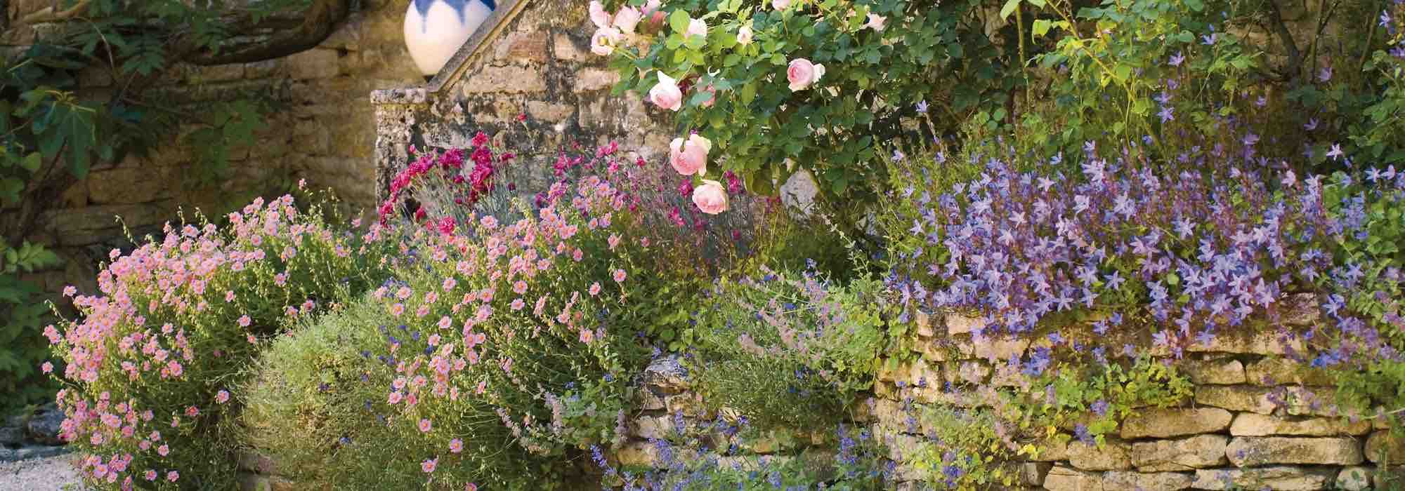 8 perennial plants that tolerate drought and heat for a romantic garden