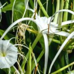 Associate the Ismene or Spider Lily