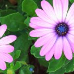 Osteospermum or Cape Daisy: Successfully Growing It in Pots