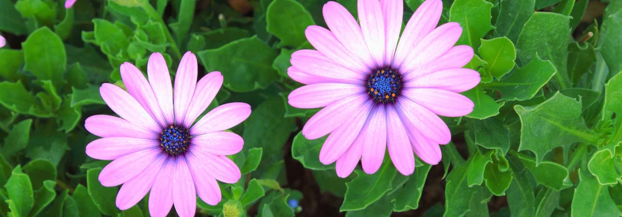 Osteospermum or Cape Daisy: Successfully Growing It in Pots