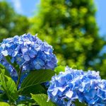Protect your hydrangeas from heatwaves
