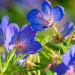 Growing a hardy geranium in a pot