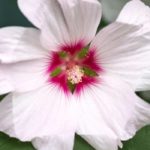 Associating hollyhocks