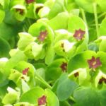 Euphorbias for Dry Soil