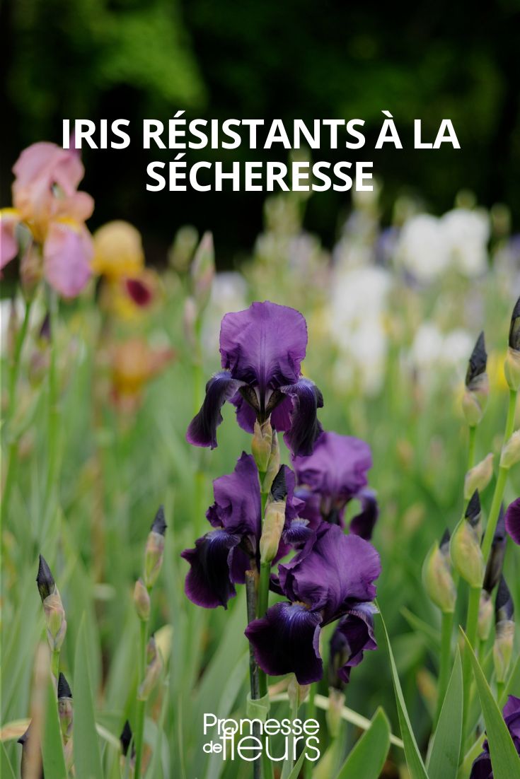 [drought_resistant="Iris"]
