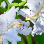 Drought-resistant irises
