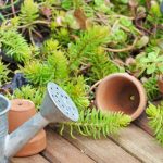 Are there planters and pots that require little watering?